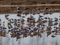 meeuwen : Europa, Nat. park Donana, Reisen, Spanje, europa